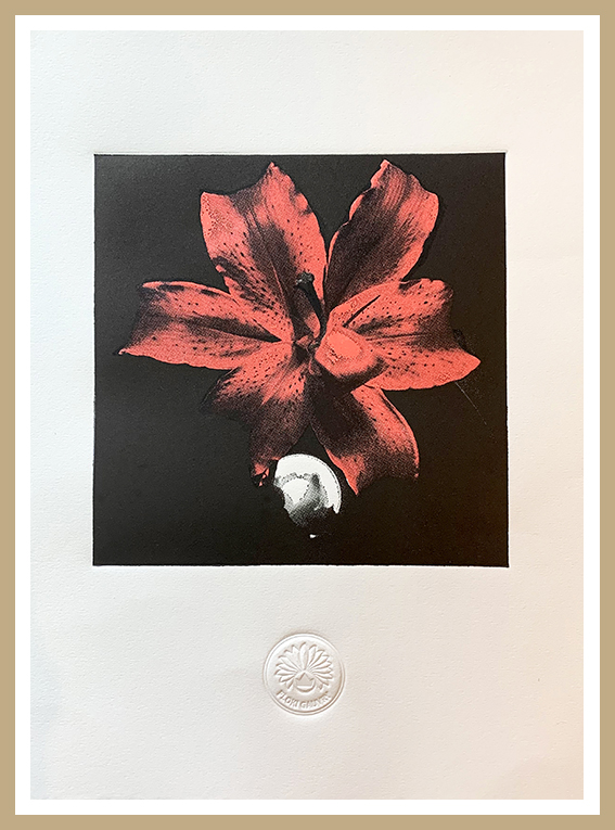'Lilium'