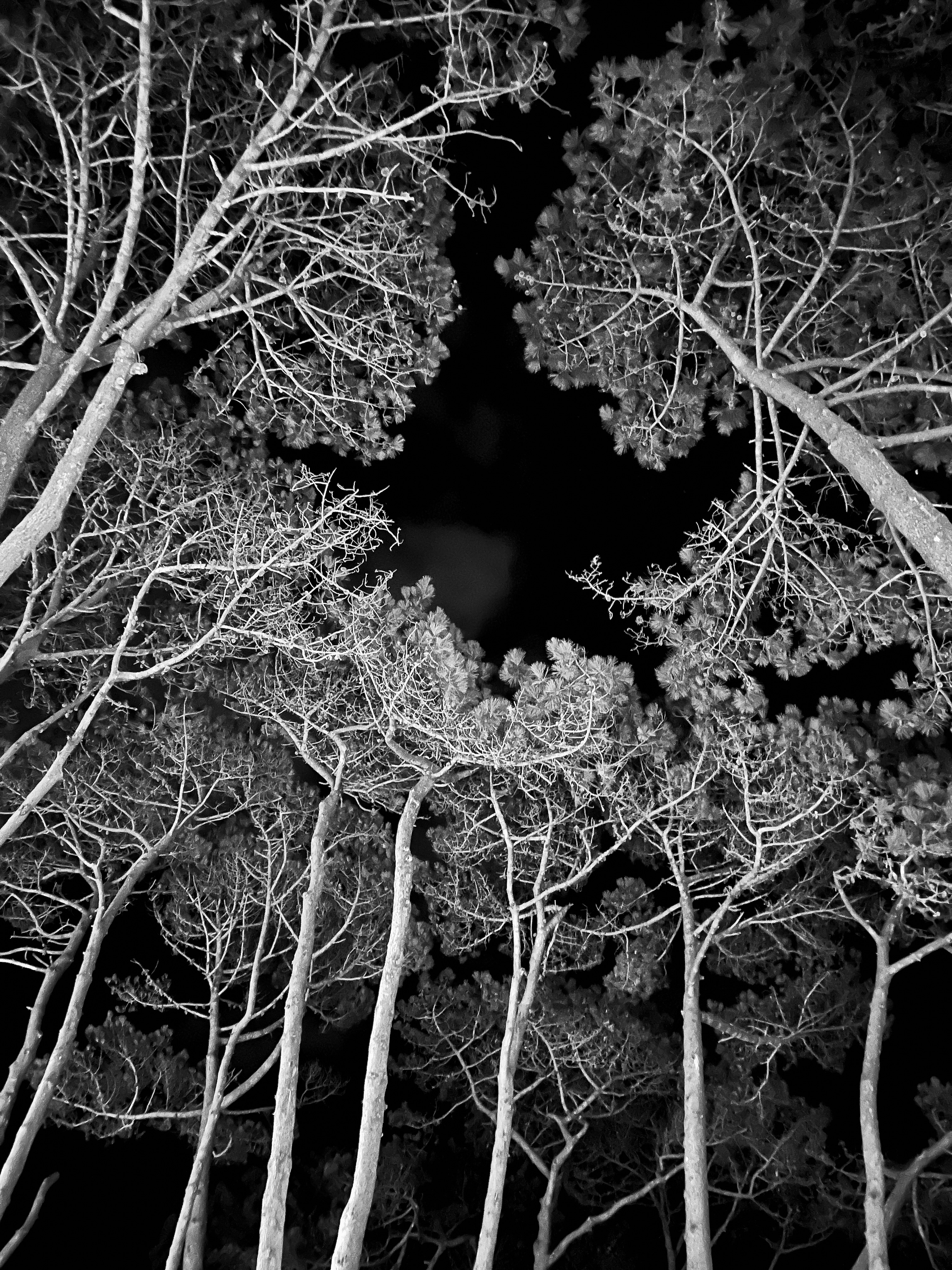 Espacio Entre Las Ramas